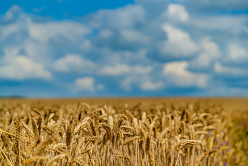 the plantation of wheat ripens in the field until autumn. Close-up