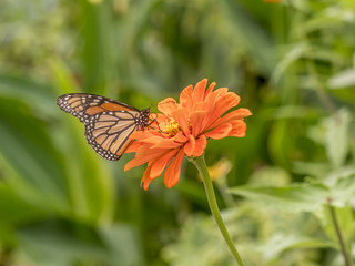  monarch butterfly (Danaus plexippus)