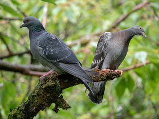 two pigeons on a branch