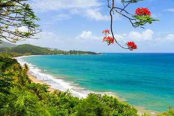 Belle vue tropicale d& 39 été de Porto Rico avec des fleurs rouges et une plage blanche