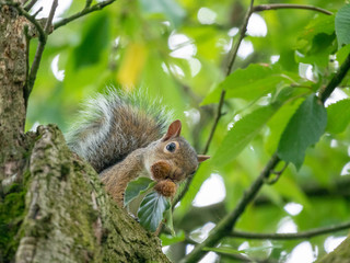 Gathering beechnuts