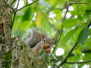 Gathering beechnuts