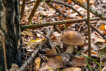 Close up view of brown cap boletus growing in forest.