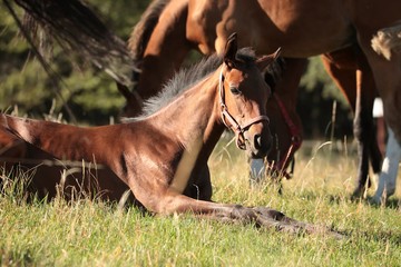 The foal rests on the pasture