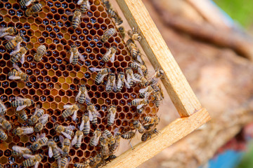 Working bees on honeycomb.