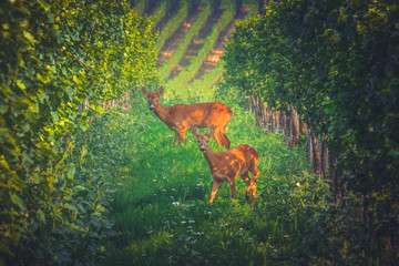 Rehe im Wingert, zwischen Worms-Herrnsheim und Worms-Leiselheim © Marc Braner