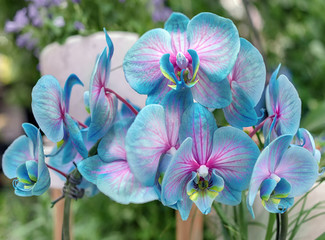 Blue orchid 