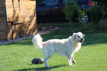 chien