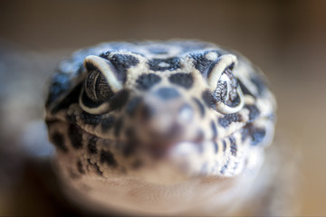 full face Leopard gecko