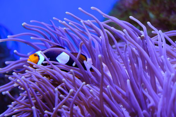 colorful fish
