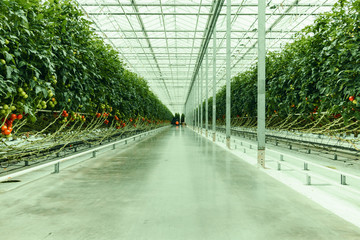 Tomatoes growing in greenhouse. Agriculture background. Selective focus.