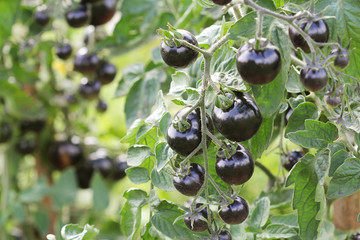 Black tomatoes on a branch in the garden. Indigo rose tomato