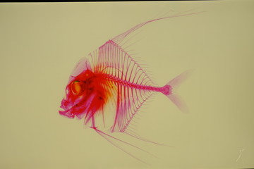 fish 8