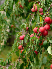 Juicy red plum on branch background