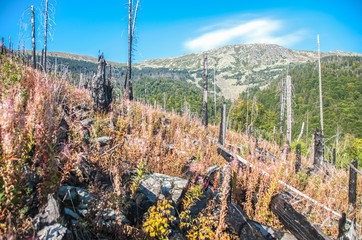 After Forest Fire