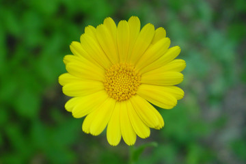 Yellow blooming marigold on the background of dill