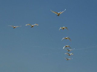 A flock of swans fly through a beautiful blue sky in formation