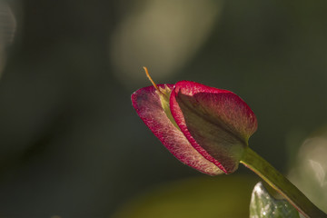 Flowering of a creeper