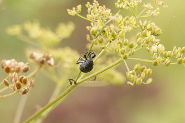 Weevil Curculionidae on the flower bud of a parsnip plant