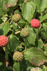 Hartriegel - Frucht