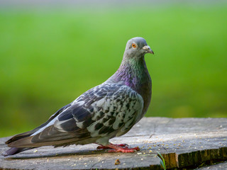 A common feral pigeon sat on a tree stump looking at the camera