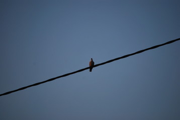 Bird on a wire