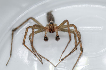 Wolf Spider