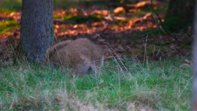 Wild Boar looking for food at the edge of a forest