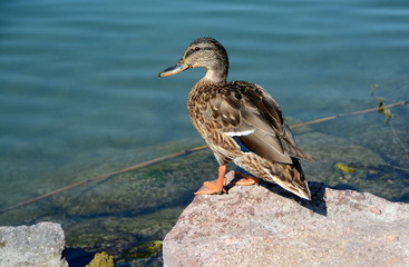 Duck