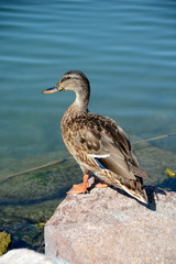 Duck