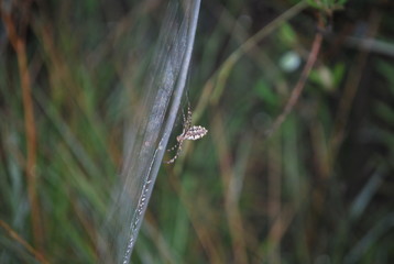 Spider's web in forest