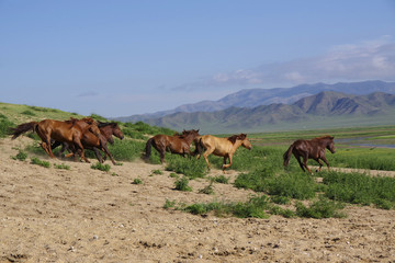 Fototapeta na wymiar 放牧中の馬の群れ