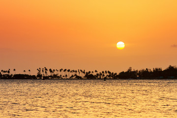 Silhouette of tropical palm trees under a yellow sunset and the pacific ocean in San Juan, Puerto...