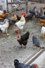 Breed of chickens with a bare neck