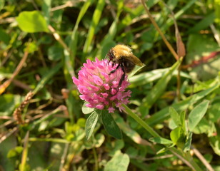 Bumblebee collects nectar on a red clover flower in the meadow