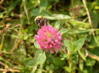 Bumblebee collects nectar on a red clover flower