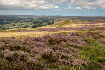 Naklejka na ściany i meble Heather moorland - a purple carpets of blooming heather stretches in stunning landscape in North York Moors National Park, Yorkshire, UK.
