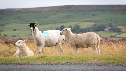 Fototapeta premium Sheeps and a lamb resting on a grassy piece of English countryside. Blooming heather moors in background