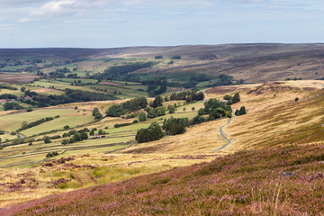 Fototapeta premium Heather moorland - a purple carpets of blooming heather stretches in stunning landscape in North York Moors National Park, Yorkshire, UK.