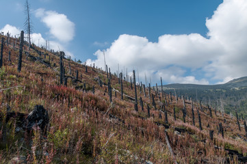 After Forest Fire