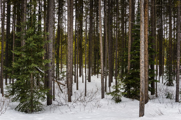 Obraz na płótnie Canvas Snowy Forest in a Park on a Chilly Winter Day