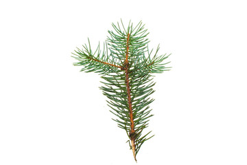 Christmas tree isolated on white background