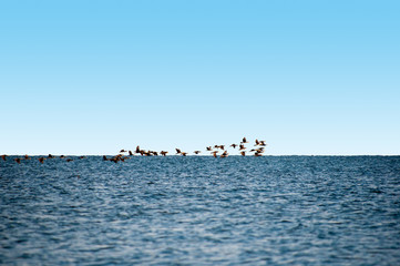 Fototapeta premium Birds of Ukraine. Swans, gulls and ducks - wintering waterfowl in the Black Sea