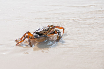 Fototapeta na wymiar Hairy leg mountain crab on the beach