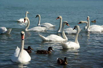 White swans waiting for food