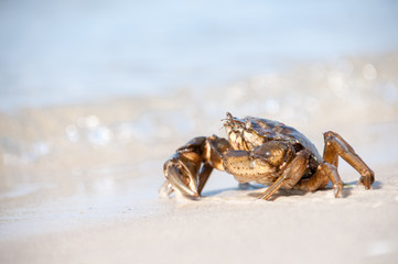 Hairy leg mountain crab on the beach
