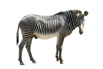 zebra isolated on white