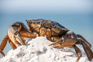 Hairy leg mountain crab on the beach