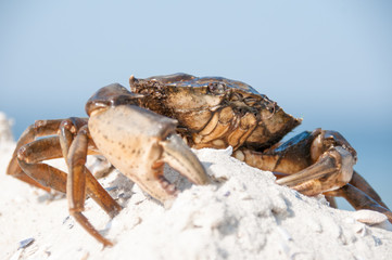 Hairy leg mountain crab on the beach
