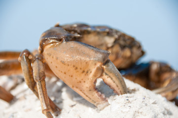 Hairy leg mountain crab on the beach